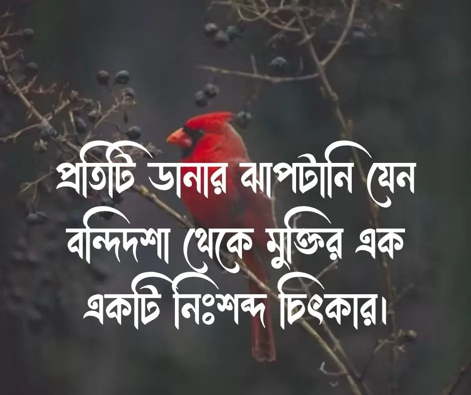 পাখি নিয়ে ক্যাপশন Captions about birds