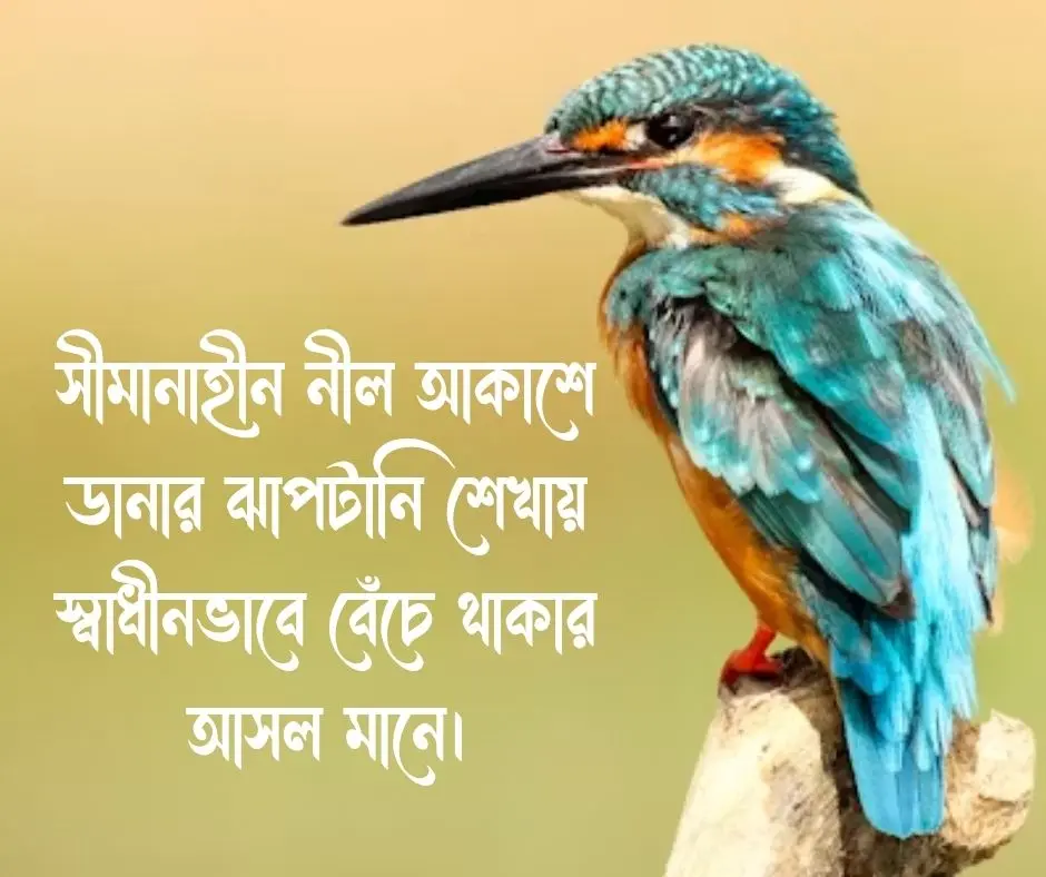 পাখি নিয়ে ক্যাপশন Captions about birds