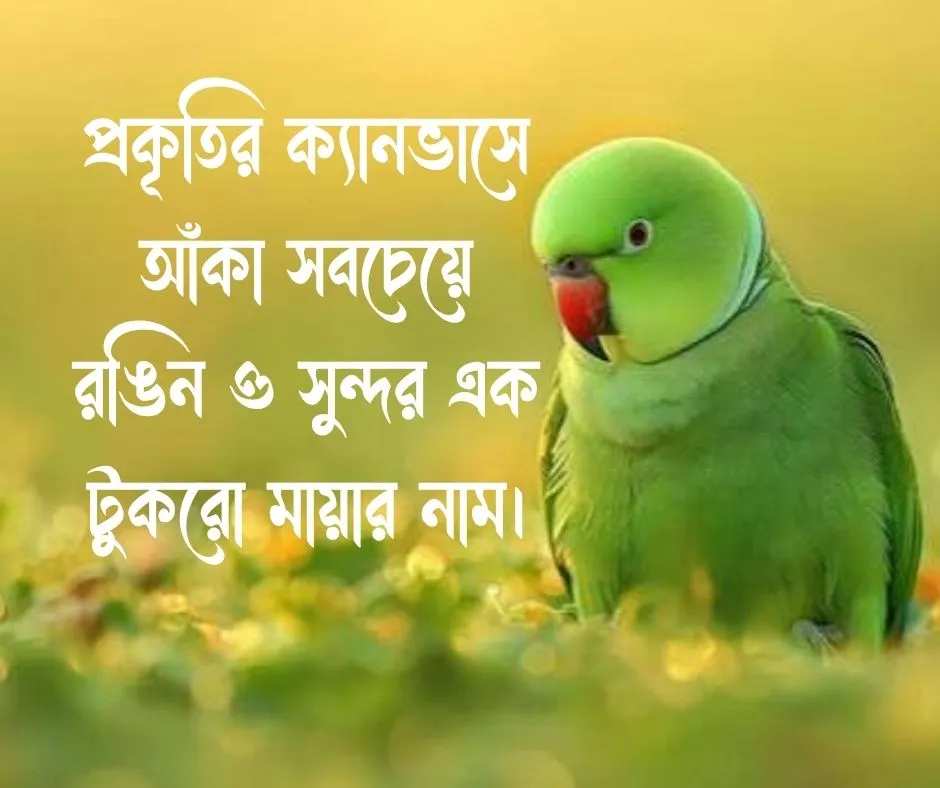 টিয়া পাখি নিয়ে ক্যাপশন