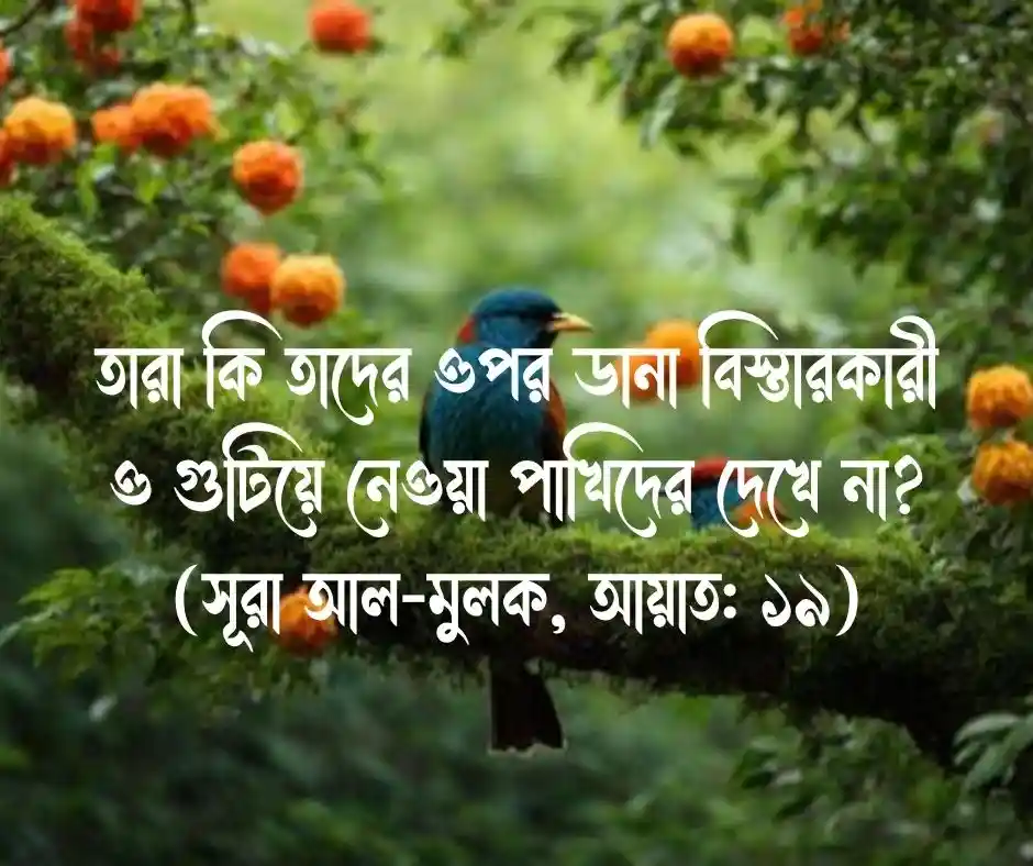 পাখি নিয়ে কোরআনের আয়াত