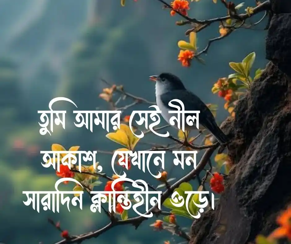 পাখি নিয়ে ভালোবাসার ক্যাপশন Loving captions about birds