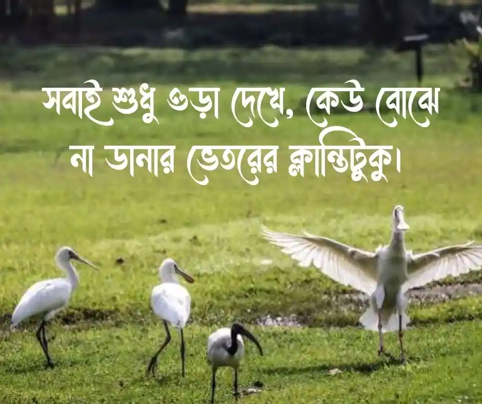 পাখি নিয়ে স্ট্যাটাস