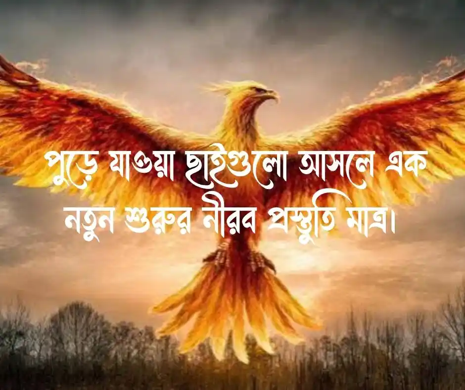 ফিনিক্স পাখি নিয়ে উক্তি Quotes about the phoenix